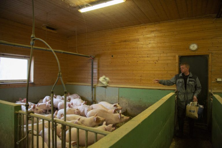 Hva bør jeg spise for å være mer dyrevennlig?